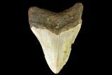 Fossil Megalodon Tooth - North Carolina #124966-2